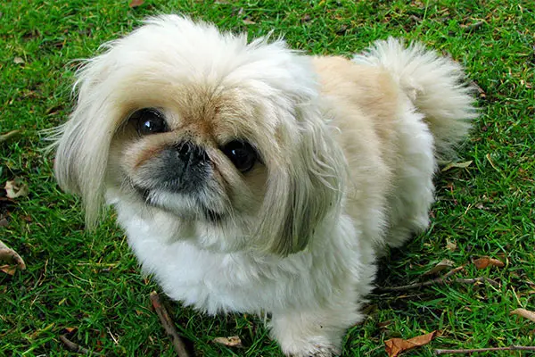 Pekingese Dog Breed