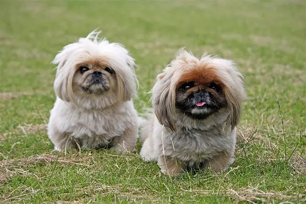 Pekingese Dog