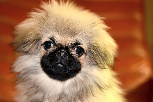 Pekingese