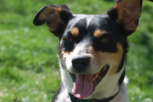 Rat Terrier Dog