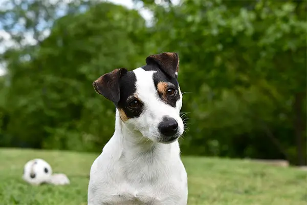 Russel Terrier Breed