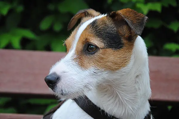 Russel Terrier Dog