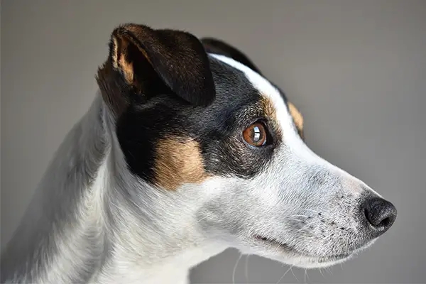 Russel Terrier