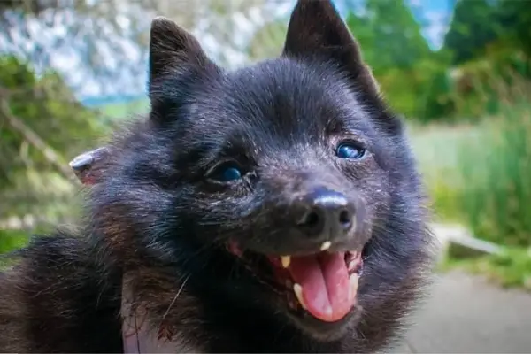 is a schipperke the right dog for you