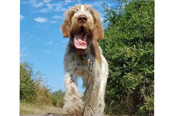 Spinone Italiano Facts