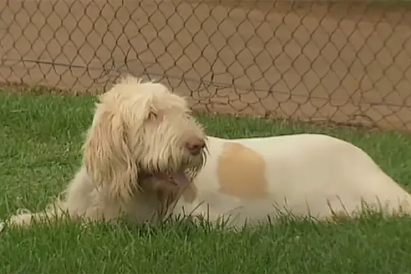 Spinone Italiano