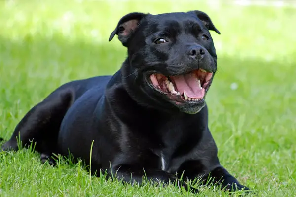 Staffordshire Bull Terrier Care Requirements