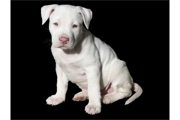 Staffordshire Bull Terrier