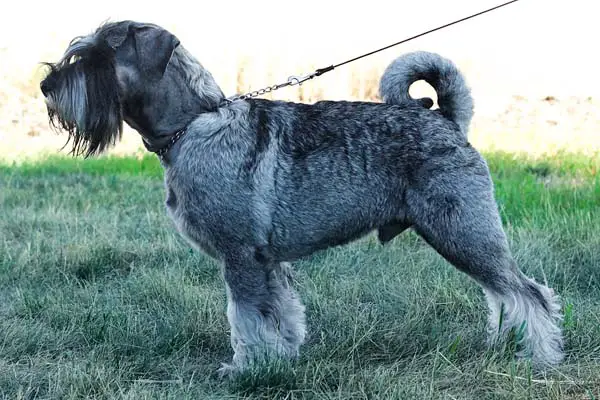 Standard Schnauzer Care