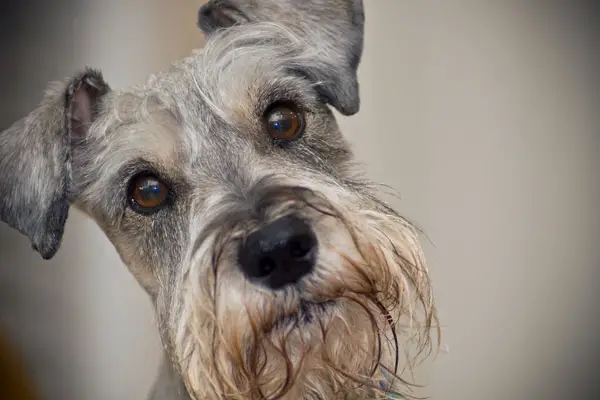 Standard Schnauzer Dog Breed