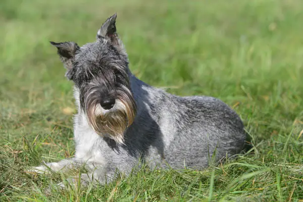 Dog breed, Standard Schnauzer - Furry Friends Gear