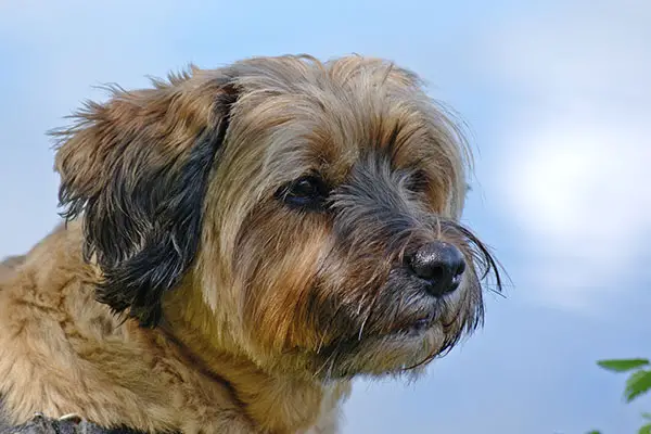 Tibetan Terrier Breed