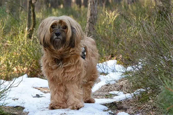 Tibetan Terrier Dog