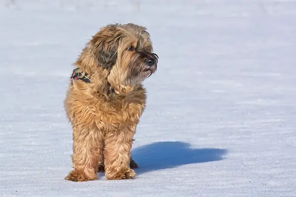 Tibetan Terrier