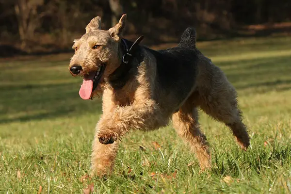 Welsh Terrier Breed