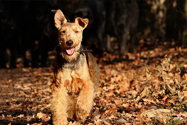 Welsh Terrier