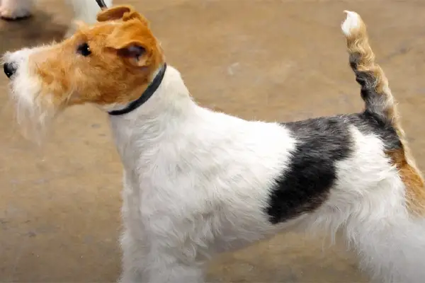 Wire Fox Terrier