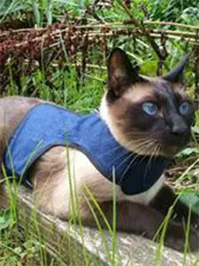 cat harness