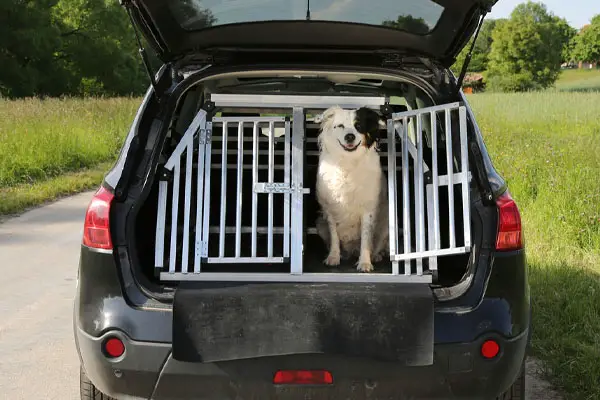 dog crate in car