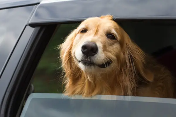 how to secure dog crate in car