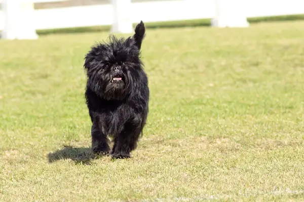 Affenpinscher Dog