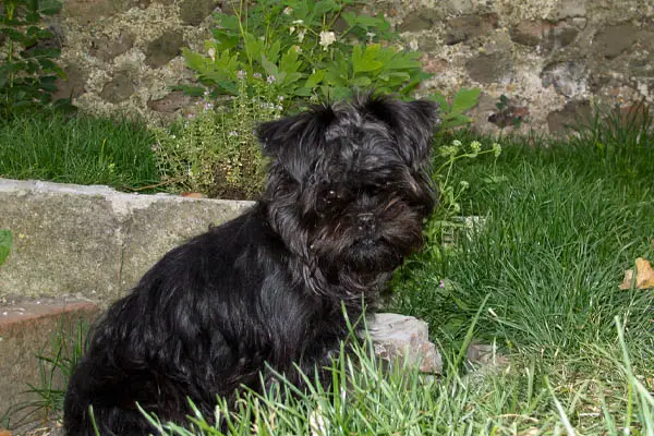 Affenpinscher Facts