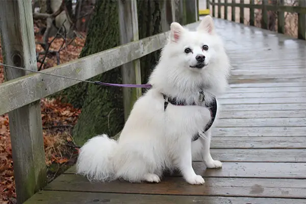 American Eskimo Dog Breed