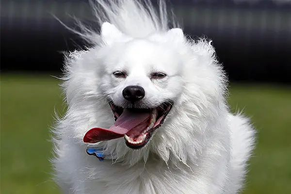 American Eskimo Dog Dog