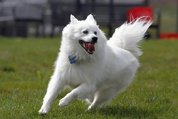 American Eskimo Dog