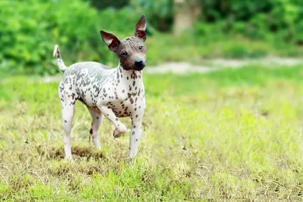 American Hairless Terrier Care