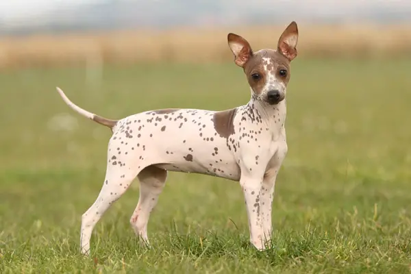 American Hairless Terrier Dog Breed