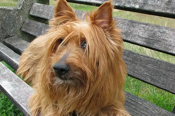 Australian Terrier Breed