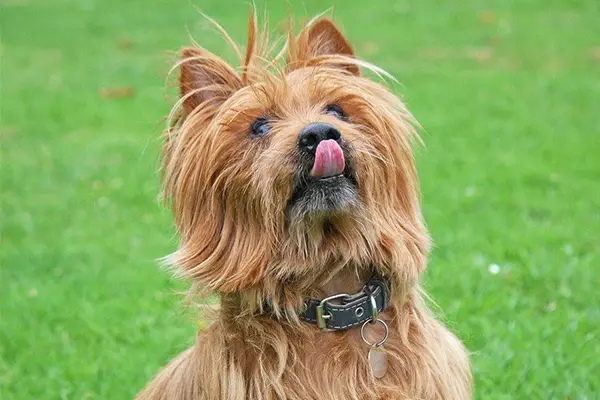 Australian Terrier Dog