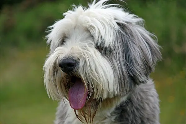 Bearded Collie Breed