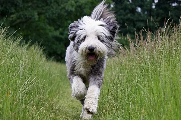 Bearded Collie Dog