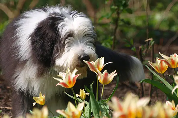 Bearded Collie