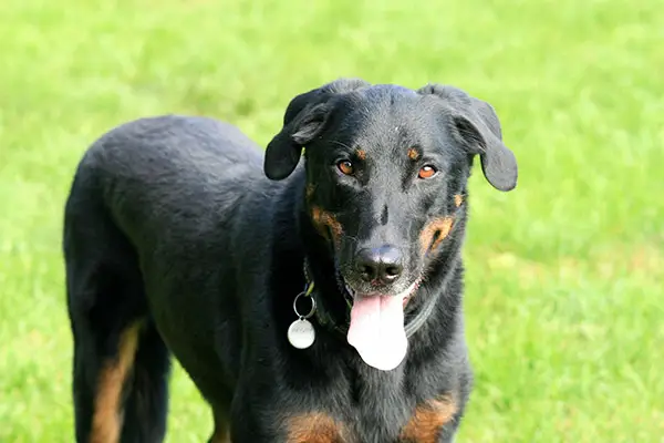 Beauceron Breed