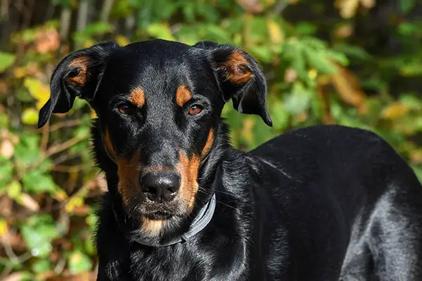 Beauceron Dog