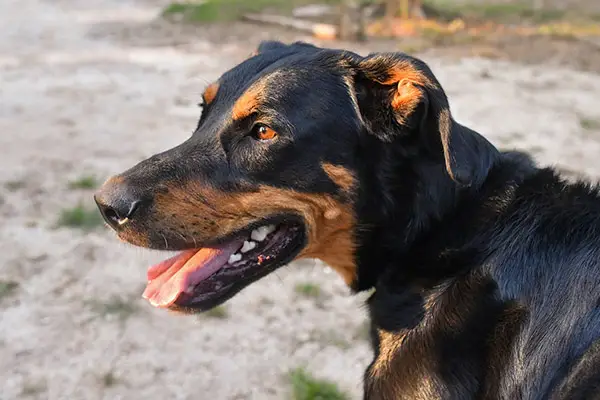 Beauceron