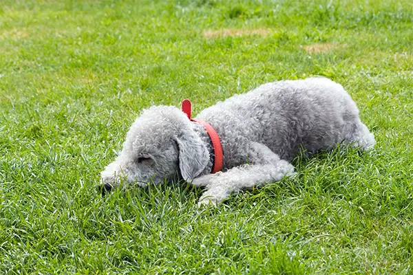 Bedlington Terrier Breed