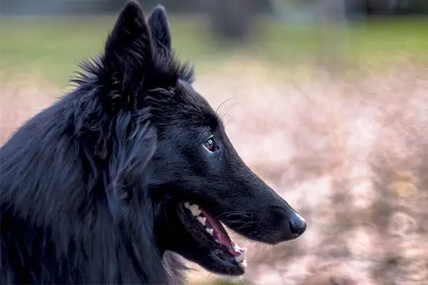 Belgian Sheepdog Breed