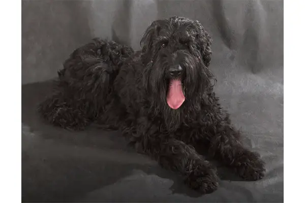 Black Russian Terrier Care