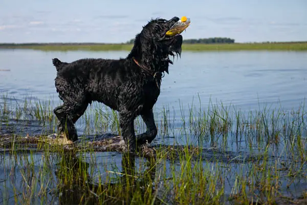 Black Russian Terrier Dog Breed