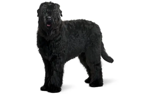 Black Russian Terrier Facts