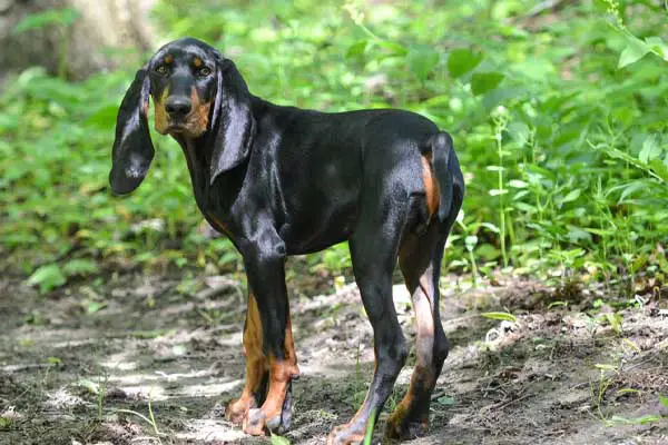 Black and Tan Coonhound Facts
