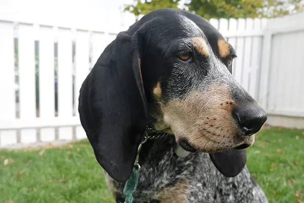 Bluetick Coonhound Breed