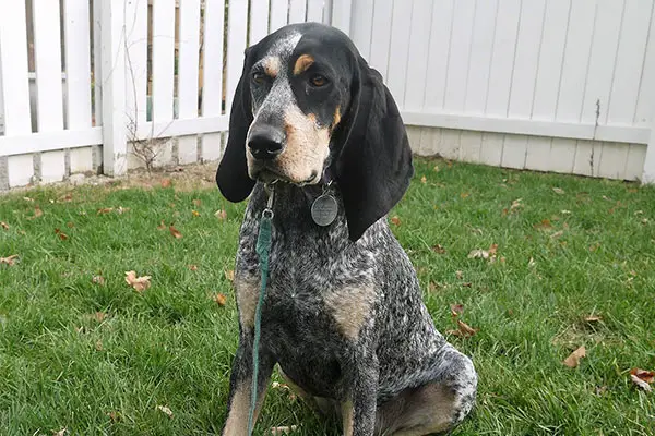 Bluetick Coonhound Dog