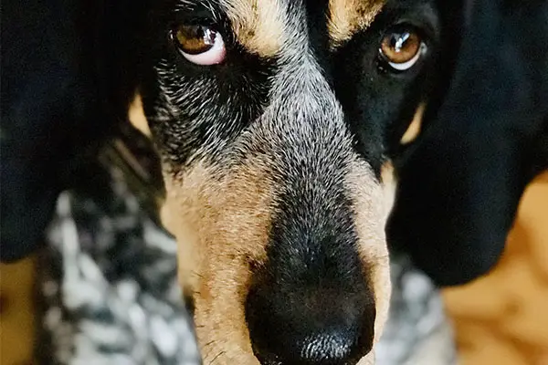 Bluetick Coonhound