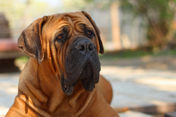 Boerboel Breed