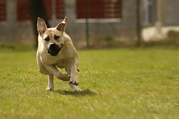 Boerboel Dog